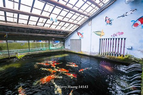 佳河錦鯉園|佳河錦鯉園 